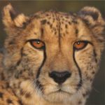 Okonjima - Home of the AfriCat Foundation